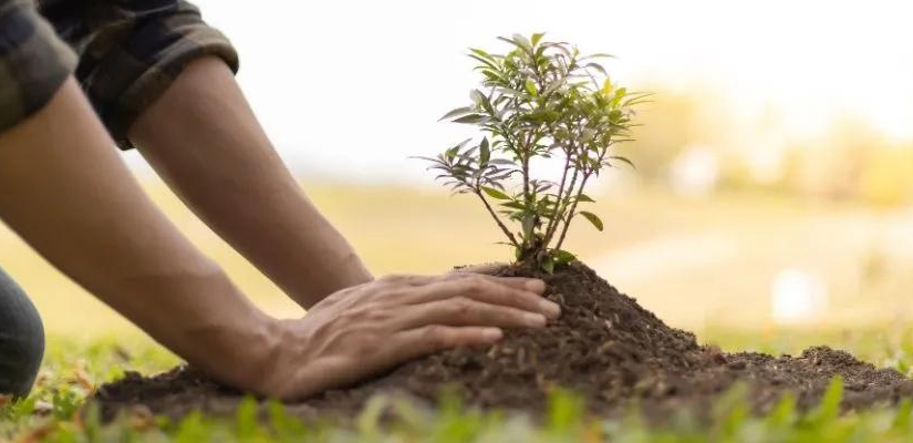 Hızır Haşim Kaya Ağaç Dikme Kampanyası Başlattı
