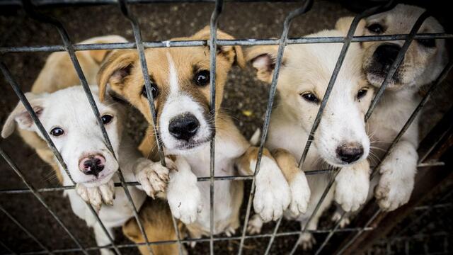 Hızır Haşim Kaya Hayvan Barınaklarındaki Hayvanların Sahiplendirilmesi İçin Çalışmalar Başlattı ve Mama Yardımında Bulundu