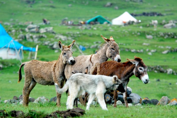 Hızır Haşim Kaya’dan Köylerde Yaşayanlara Hayvan Bakım Desteği