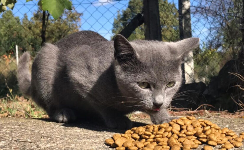 İş İnsanı Hızır Haşim Kaya’dan Sokak Hayvanlarına Mama ve Destek